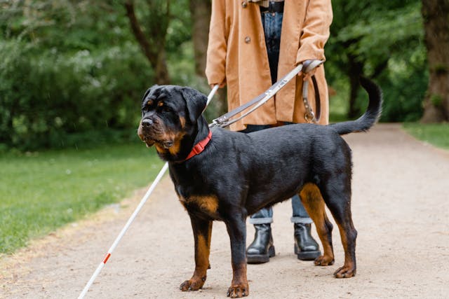 person walking with their service animal